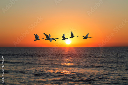 Fototapeta Naklejka Na Ścianę i Meble -  A flock of swans flies over the sea against the sunset sky