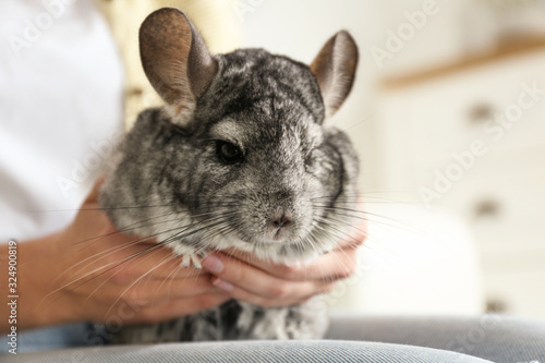 Canvas Print Woman holding cute chinchilla in room, closeup