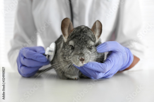 Foto Veterinarian doctor examining cute chinchilla with stethoscope at white table, c