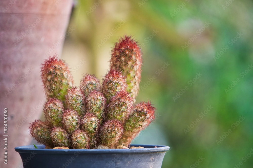 Red thorn cactus planted in a black plastic pot. Red thorn cactus planted in a black plastic pot.