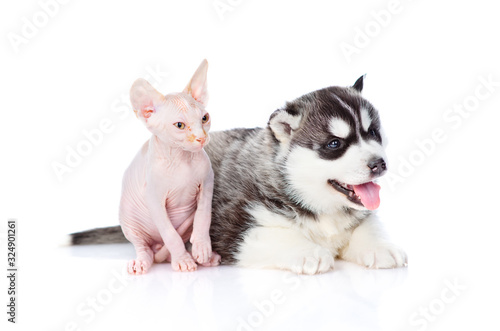 A siberian husky puppy and a sphynx kitten are sitting next to each other. Isolated on a white background
