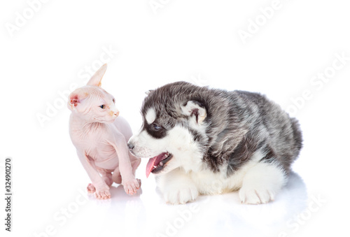 A siberian husky puppy and a sphynx kitten are sitting next to each other. Isolated on a white background © Ermolaeva Olga