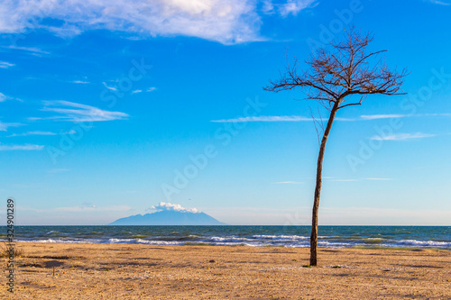 Lonely bare tree at the empty off-season winter Paralia Mesis beach in Rhodope prefecture, Greece, a mountain in the distance