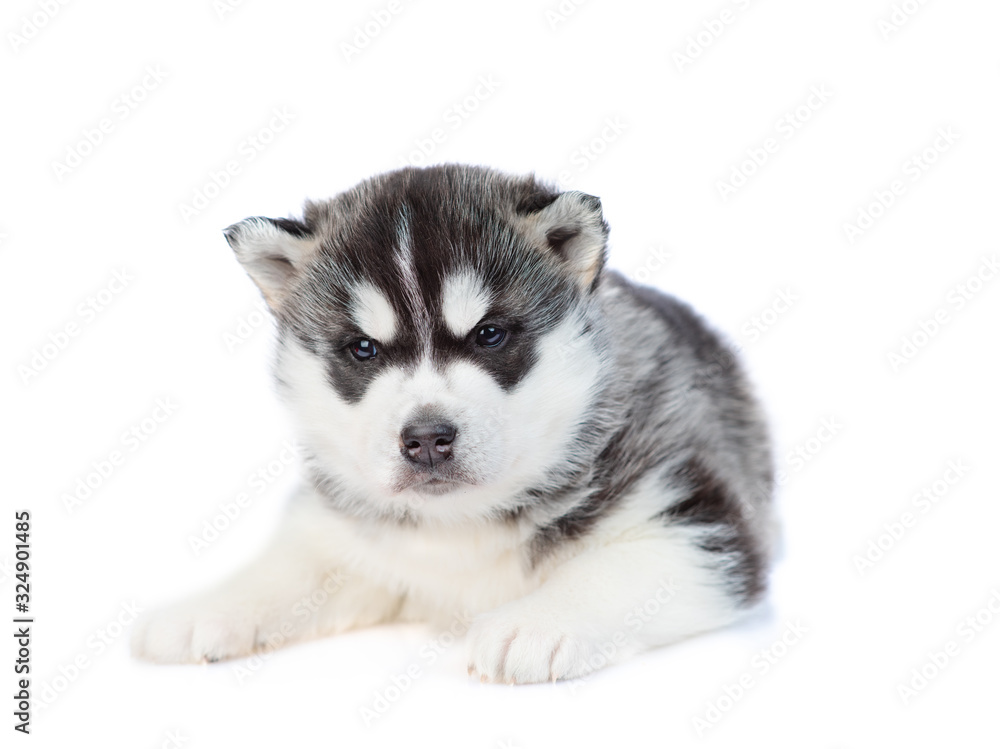 Husky puppy Isolated on a white background