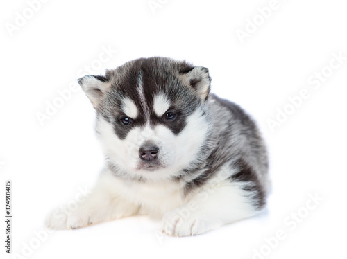 Fototapeta Naklejka Na Ścianę i Meble -  Husky puppy Isolated on a white background