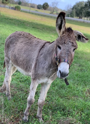 donkey in field