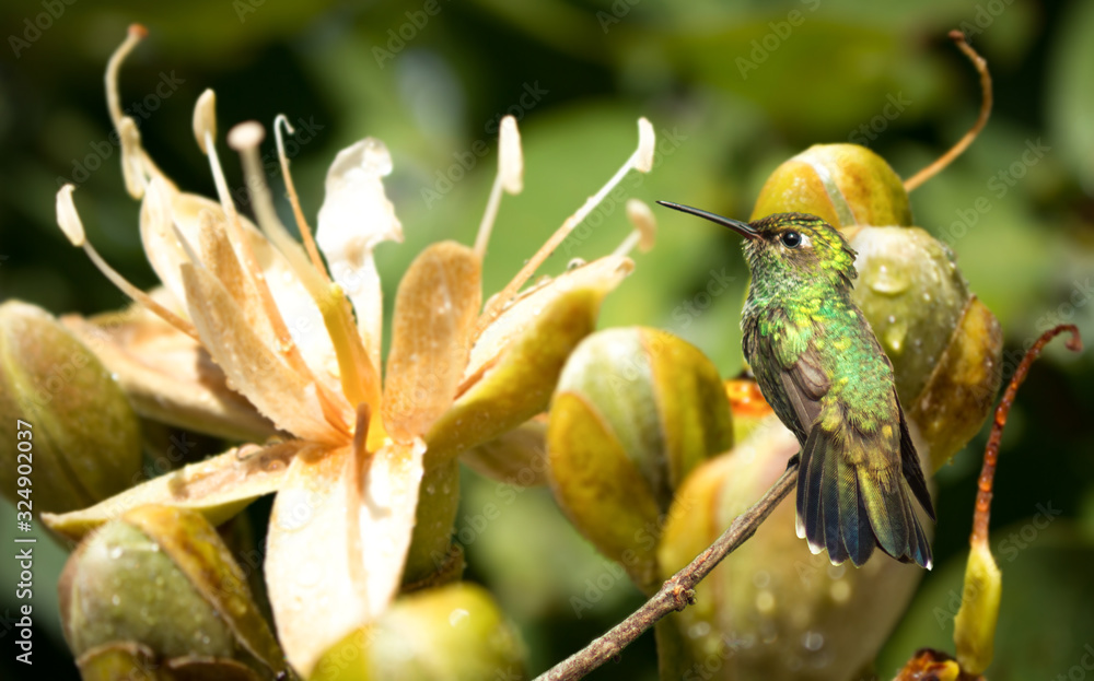 Fototapeta premium Beija flor, Amazilia viridigaster, em flor de jatobá. The apodiform violet-fronted hummingbird of the family trochilidae.
