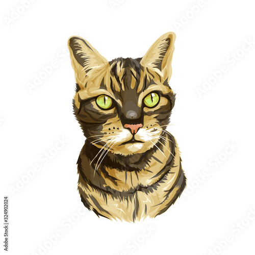 Striped cat head with the neck