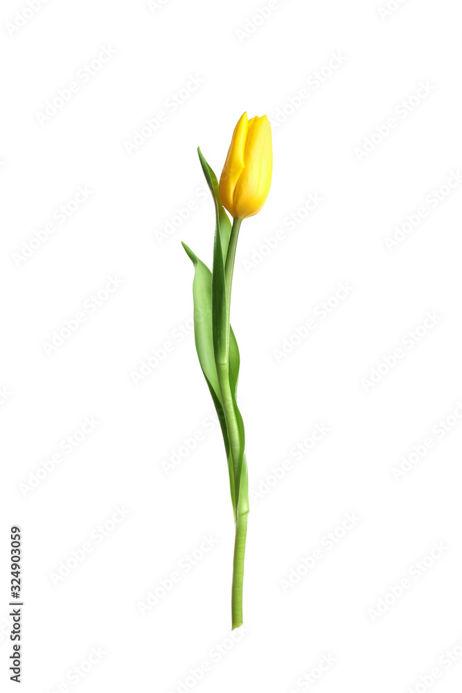 Beautiful tender spring tulip isolated on white Beautiful tender spring tulip isolated on white