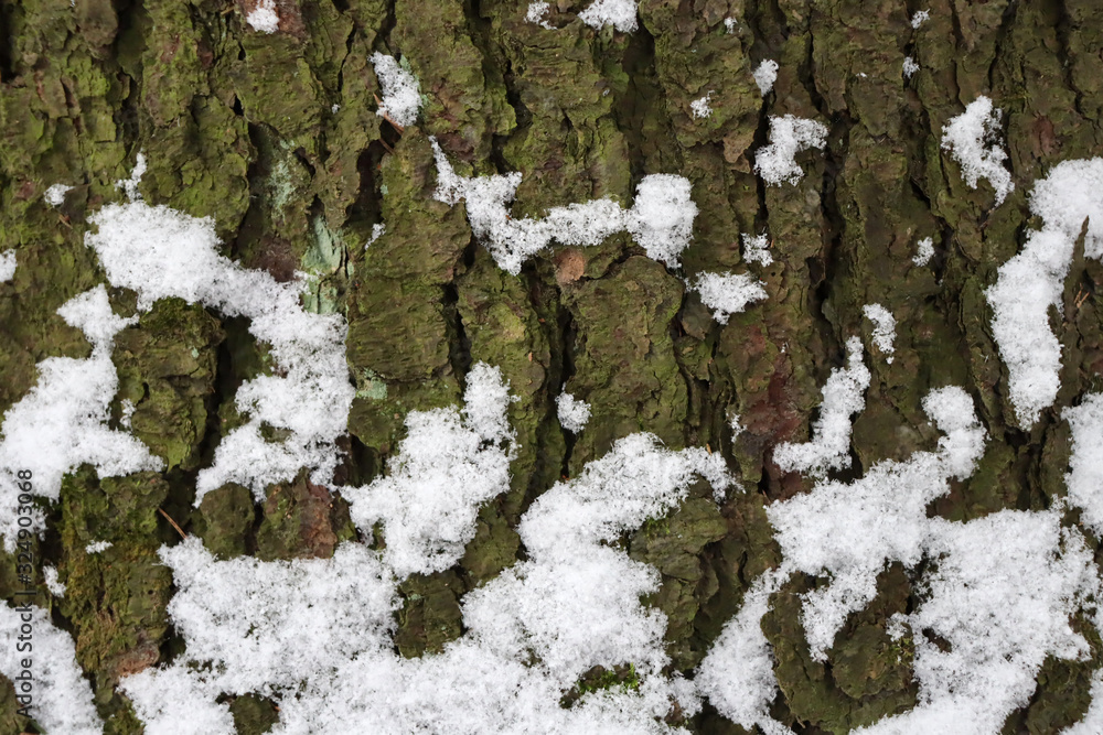 Obraz premium The surface of the bark of a tree with snow. Beautiful winter background