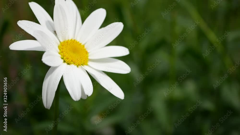 Chamomiles flowers (daisy flower) closeup in natural background. Leucanthemum grandiflora in the garden. Chamomiles flowers (daisy flower) closeup in natural background. Leucanthemum grandiflora in the garden.