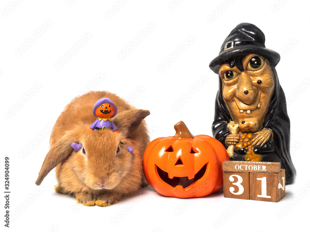 Cute little brown rabbit with Jack-o-landtern on top sitting beside ceramic pumpkin, old ugly witch and wooden block calendar 31 October, on white background. Cute little brown rabbit with Jack-o-landtern on top sitting beside ceramic pumpkin, old ugly witch and wooden block calendar 31 October, on white background.