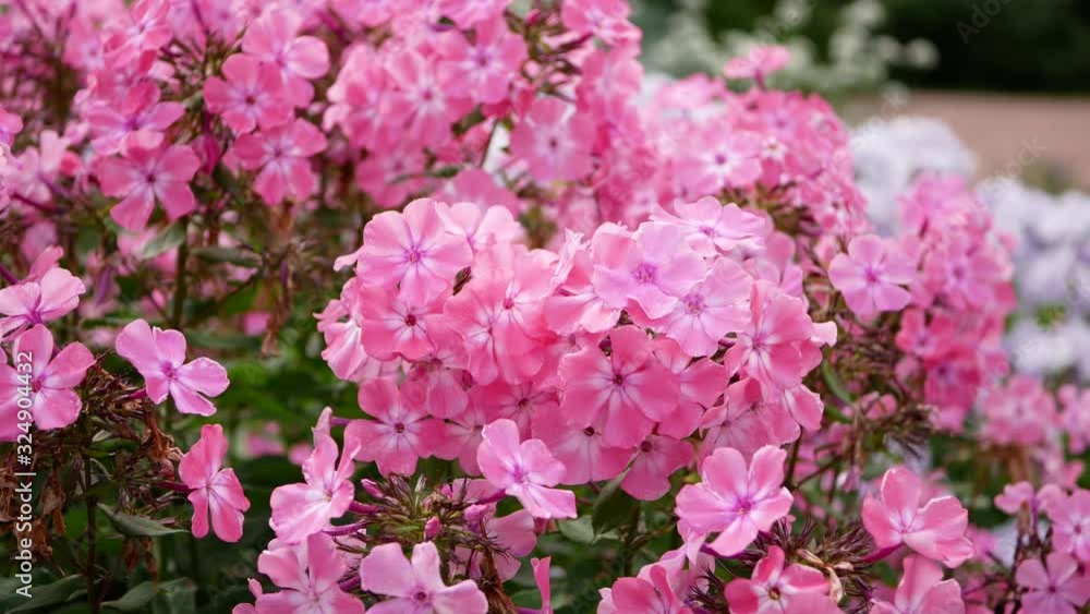 Pink flower of phlox (Phlox paniculata), vivid summer flowers Pink flower of phlox (Phlox paniculata), vivid summer flowers