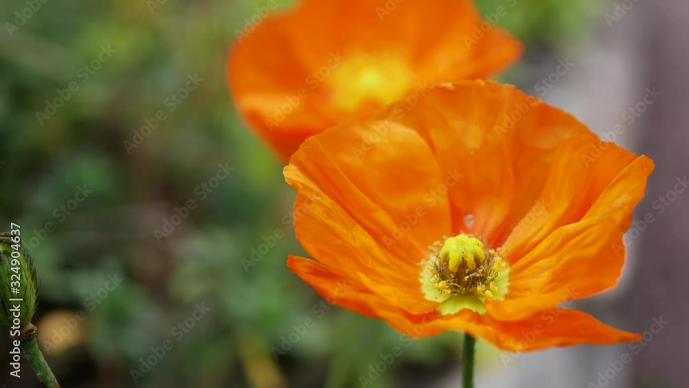 Bright orange-yellow California poppy or golden poppy or California sunlight or cup of gold (Eschscholzia californica) Bright orange-yellow California poppy or golden poppy or California sunlight or cup of gold (Eschscholzia californica)