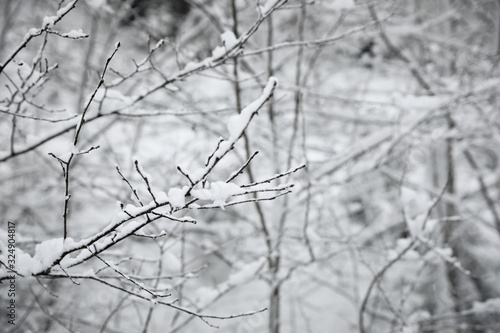 Branches covered with snow in winter forest, closeup