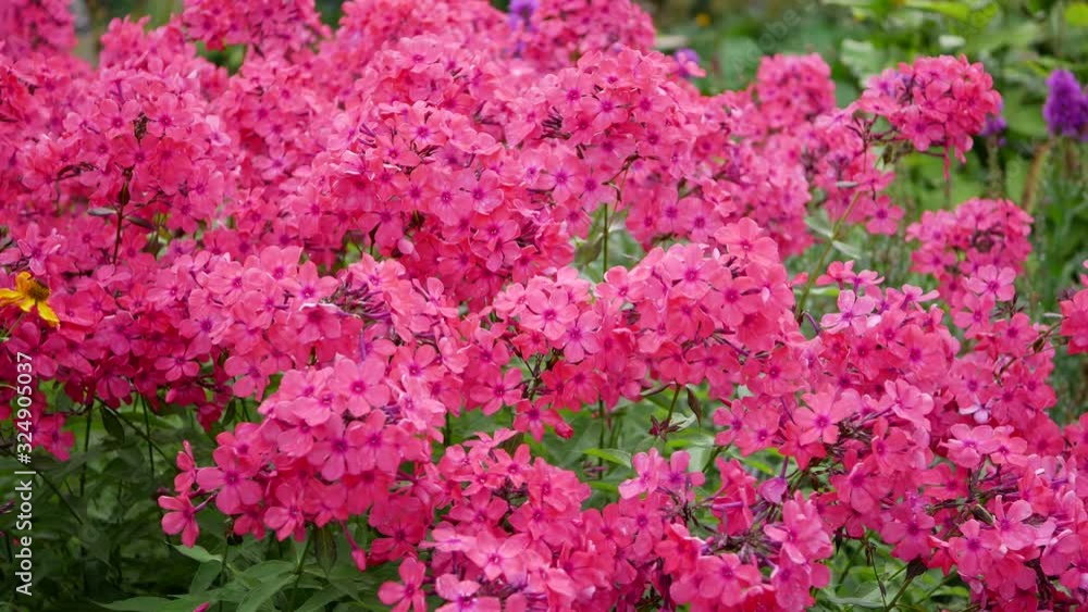 Red flower of phlox (Phlox paniculata), vivid summer flowers Red flower of phlox (Phlox paniculata), vivid summer flowers