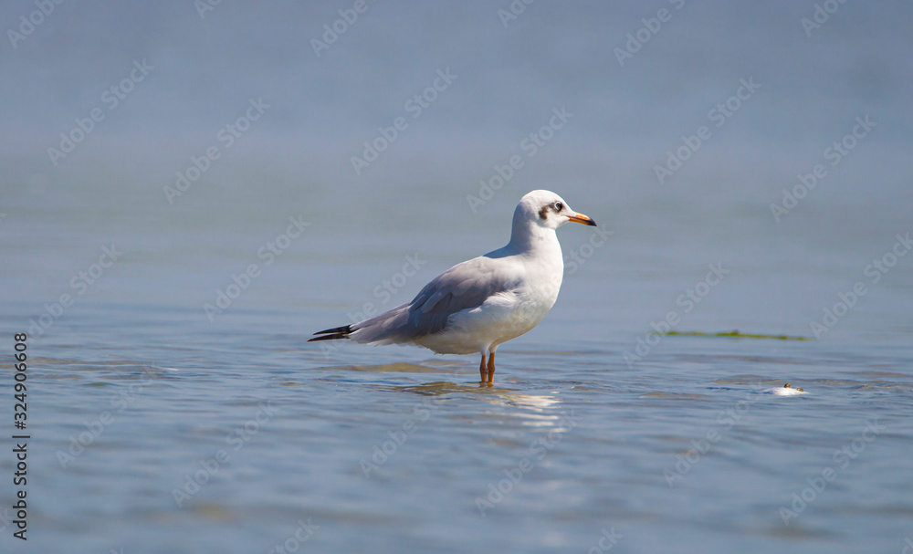 Seagull on a backwater lake waiting for prey Seagull on a backwater lake waiting for prey