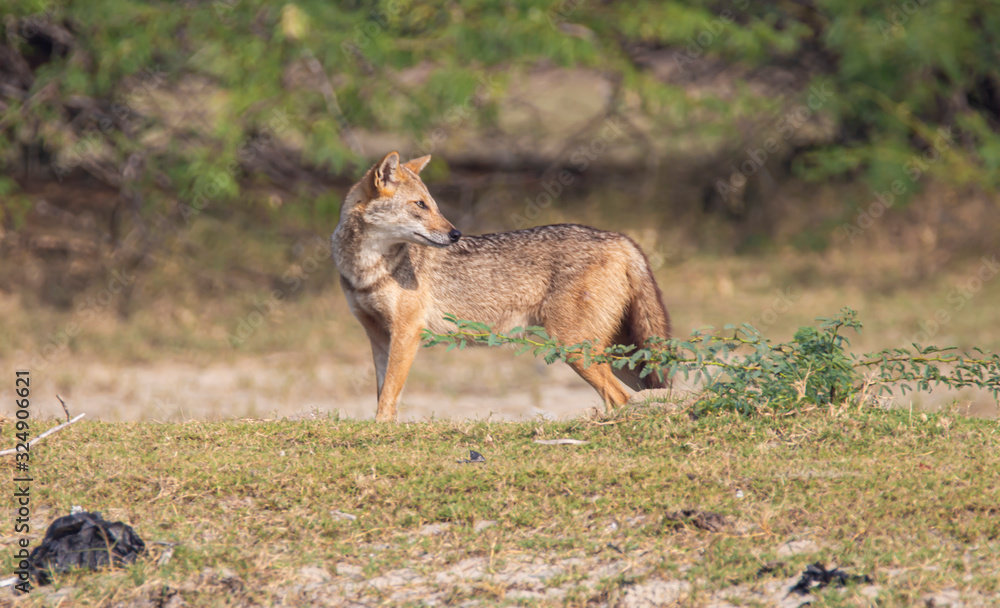 Fototapeta premium Indian golden jackal wandering wild in a wide landscape