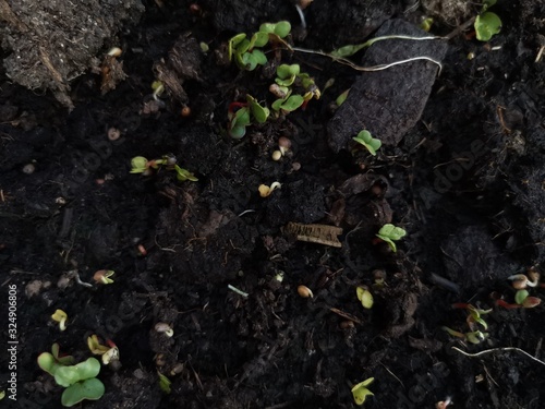 Radish sprouts growing from the ground, spring plant.  Young garden radishes. © Beatrix