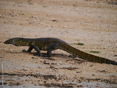 Nile monitor crossing the road in Kruger Nationalpark