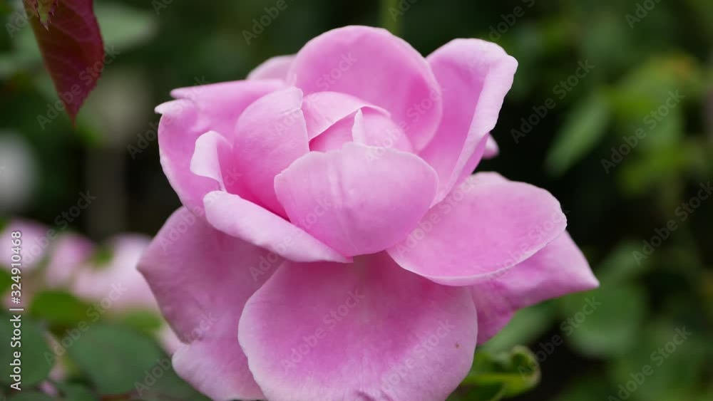 Pink rose flower in the garden. Growing roses. Pink rose flower in the garden. Growing roses.