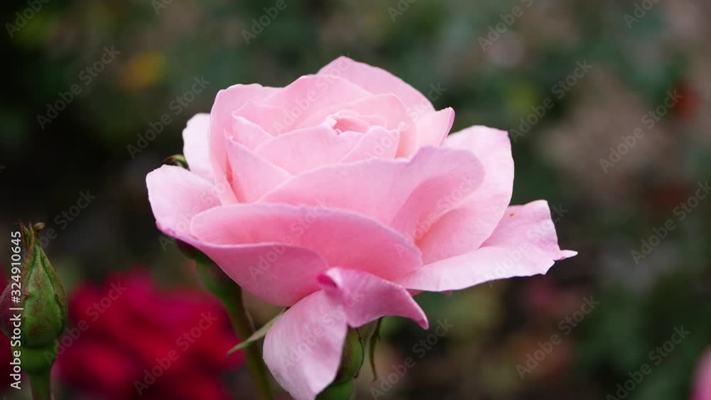 Pink rose flower in the garden. Growing roses. Pink rose flower in the garden. Growing roses.