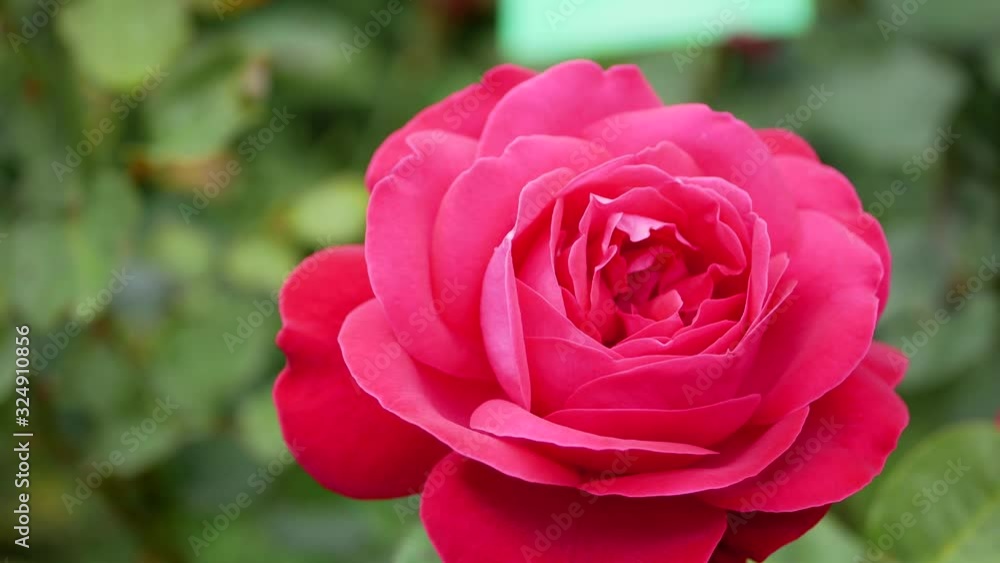 Purple rose flower in the garden. Growing roses. Purple rose flower in the garden. Growing roses.