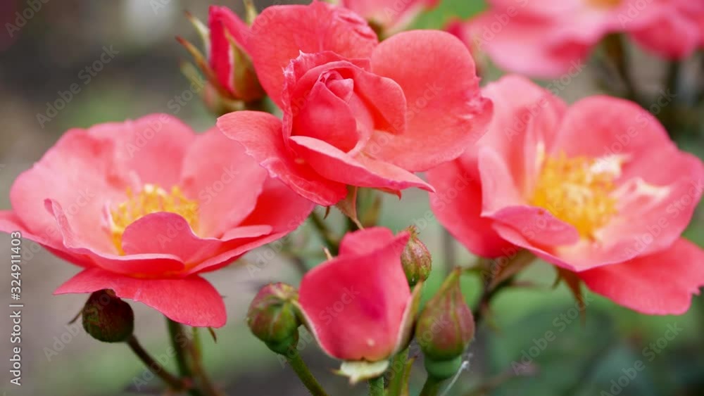 Pink rose flower in the garden. Growing roses. Pink rose flower in the garden. Growing roses.