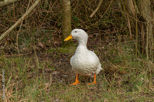 Portrait of a pekin duck in undergrowth woodland