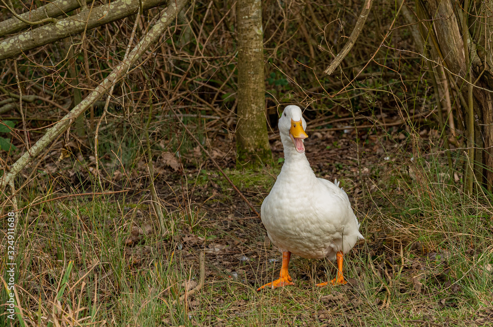 Portrait of a pekin duck in undergrowth woodland Portrait of a pekin duck in undergrowth woodland