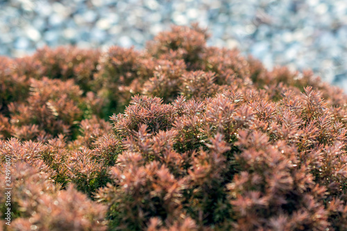 close-up of red and green juniper needles.