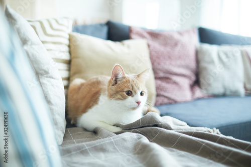 Cute cat with red and white fur relaxing on sofa in the living room at home