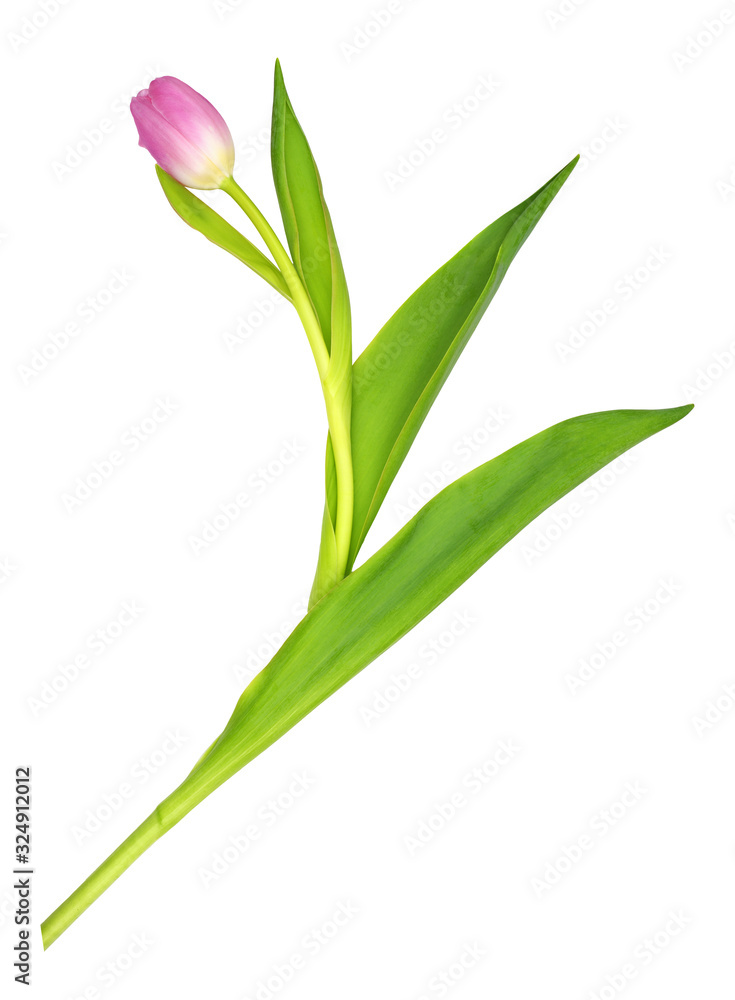 Pink tulip flower Pink tulip flower