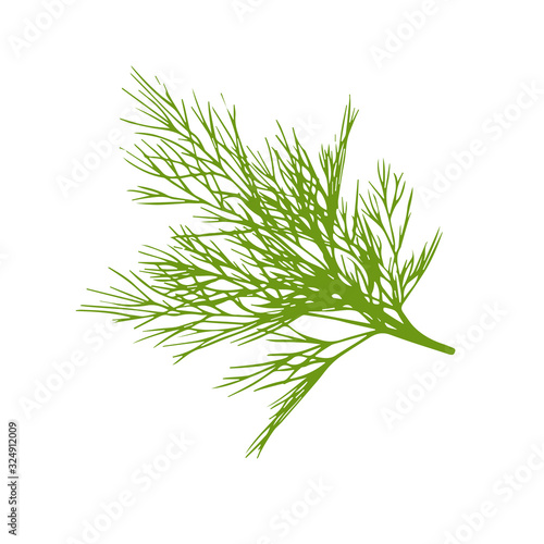 Hand drawn dill isolated on a white background.