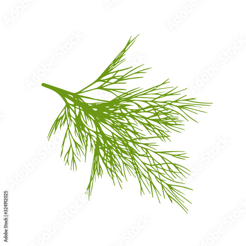 Hand drawn dill isolated on a white background.
