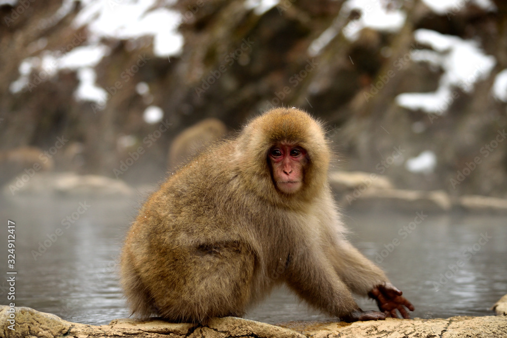 Naklejka premium Closeup of a japanese macaque during the winter season