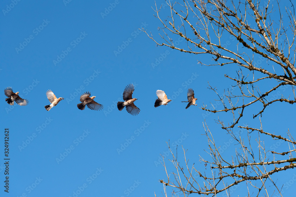 sequence of a alpine bird flying towards a tree branch and landing