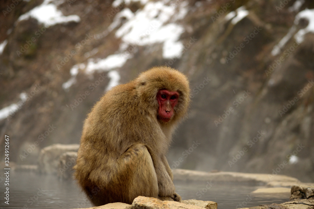 Fototapeta premium Closeup of a japanese macaque during the winter season
