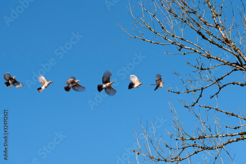 Obraz na płótnie sequence of a alpine bird flying towards a tree branch and landing w salonie