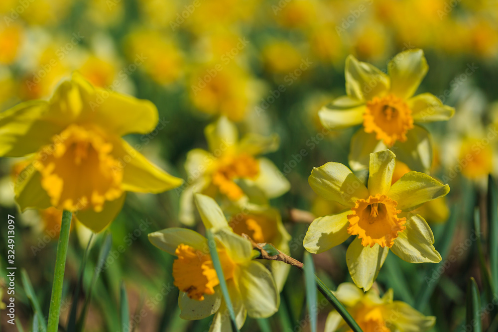 fresh beautiful yellow daffodils in the flower garden. spring flowers.