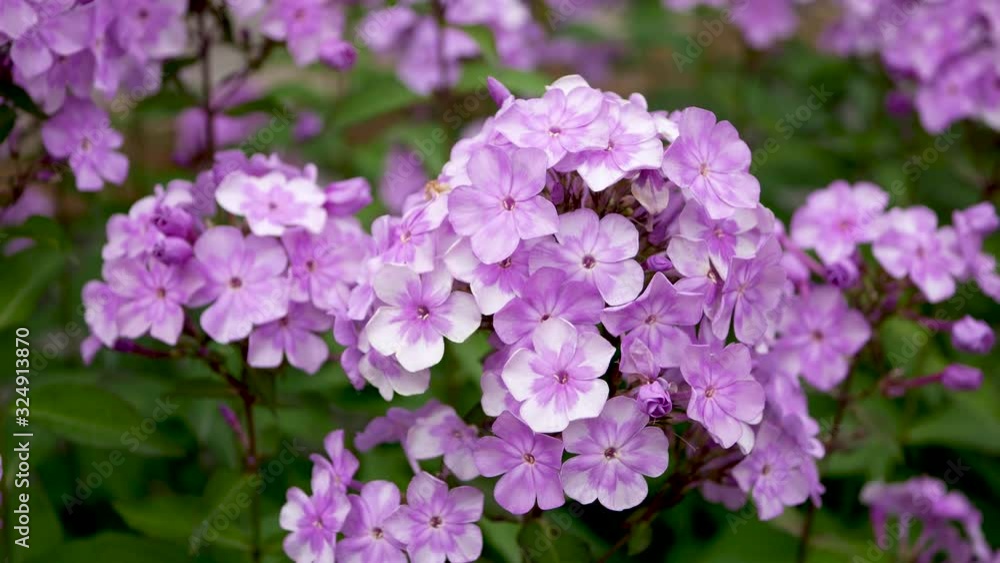 Flower of phlox (Phlox paniculata), vivid summer flowers Flower of phlox (Phlox paniculata), vivid summer flowers