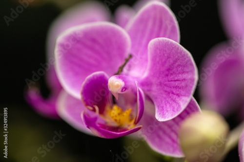 Pretty Pink Orchid Flower