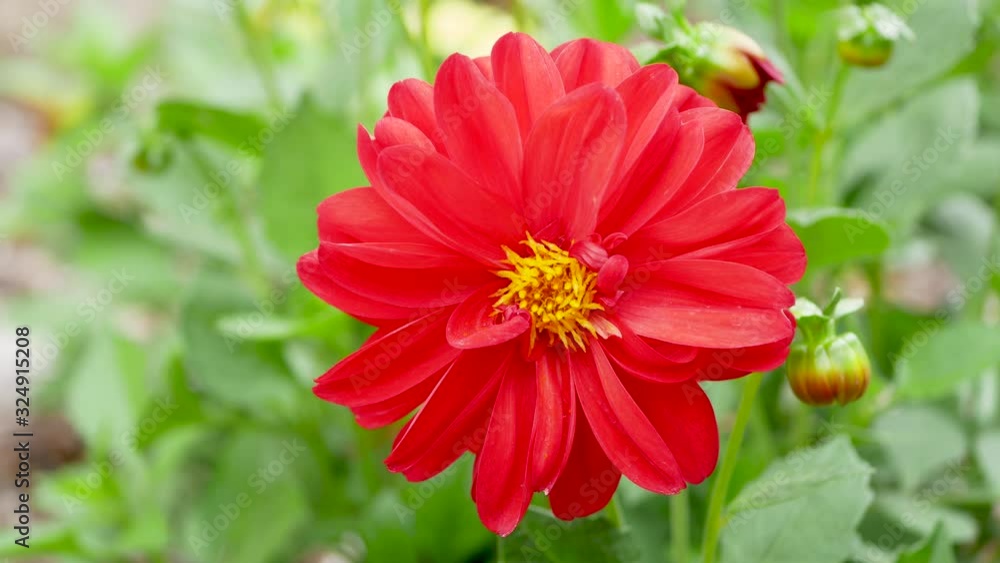 Red flower of Dahlia in autumn garden. Dahlia flower, closeup dahlia flower in full bloom in the garden Red flower of Dahlia in autumn garden. Dahlia flower, closeup dahlia flower in full bloom in the garden