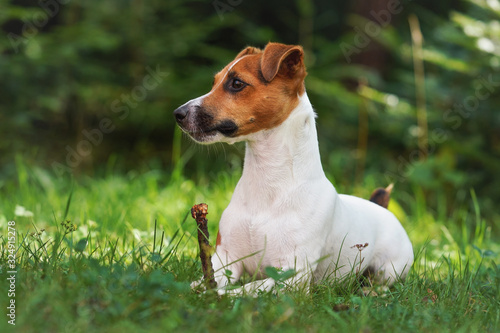 Small jack Russell terrier laying on green grass meadow, looking to side, holding small wooden stick with her paws