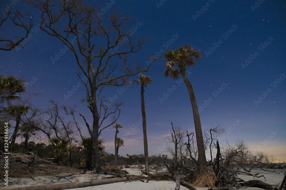 Driftwood and fallen trees on a beach at night with stars in background. Driftwood and fallen trees on a beach at night with stars in background.