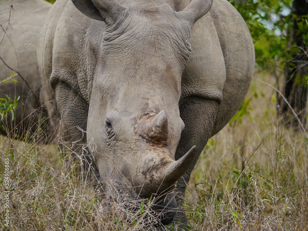 Fototapeta premium White rhinos grazing in Kruger Nationalpark