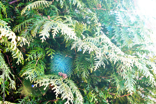 Green christmas twigs of Thuja evergreen coniferous tree on natural background close up view. photo