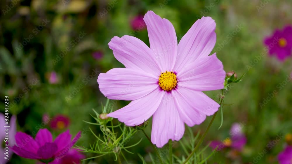 Pink and purple cosmos flowers are bloom in green background