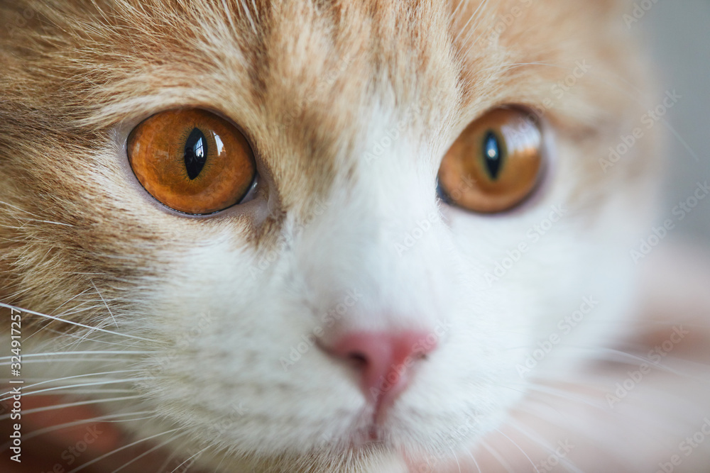 Close-up of face of domestic cat with brown eyes