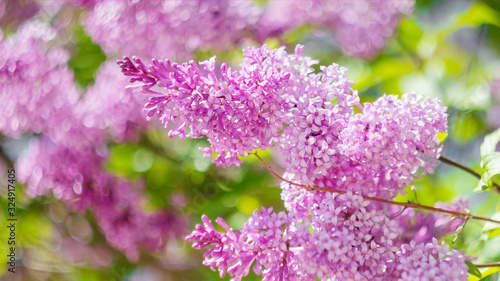 A branch of blooming lilac close-up. Small flowers. The concept of spring, summer. Banner 16: 9. Copyspace. © Ольга Холявина
